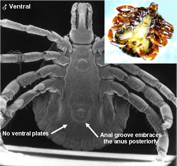 Factsheet Amblyomma